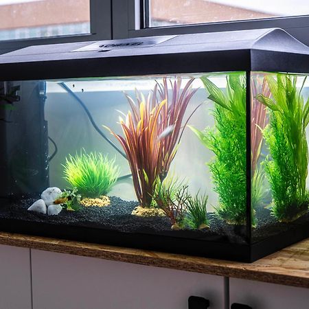 Appartamento Studio Chaleureux Avec Aquarium Marcq-en-Baroeul Esterno foto