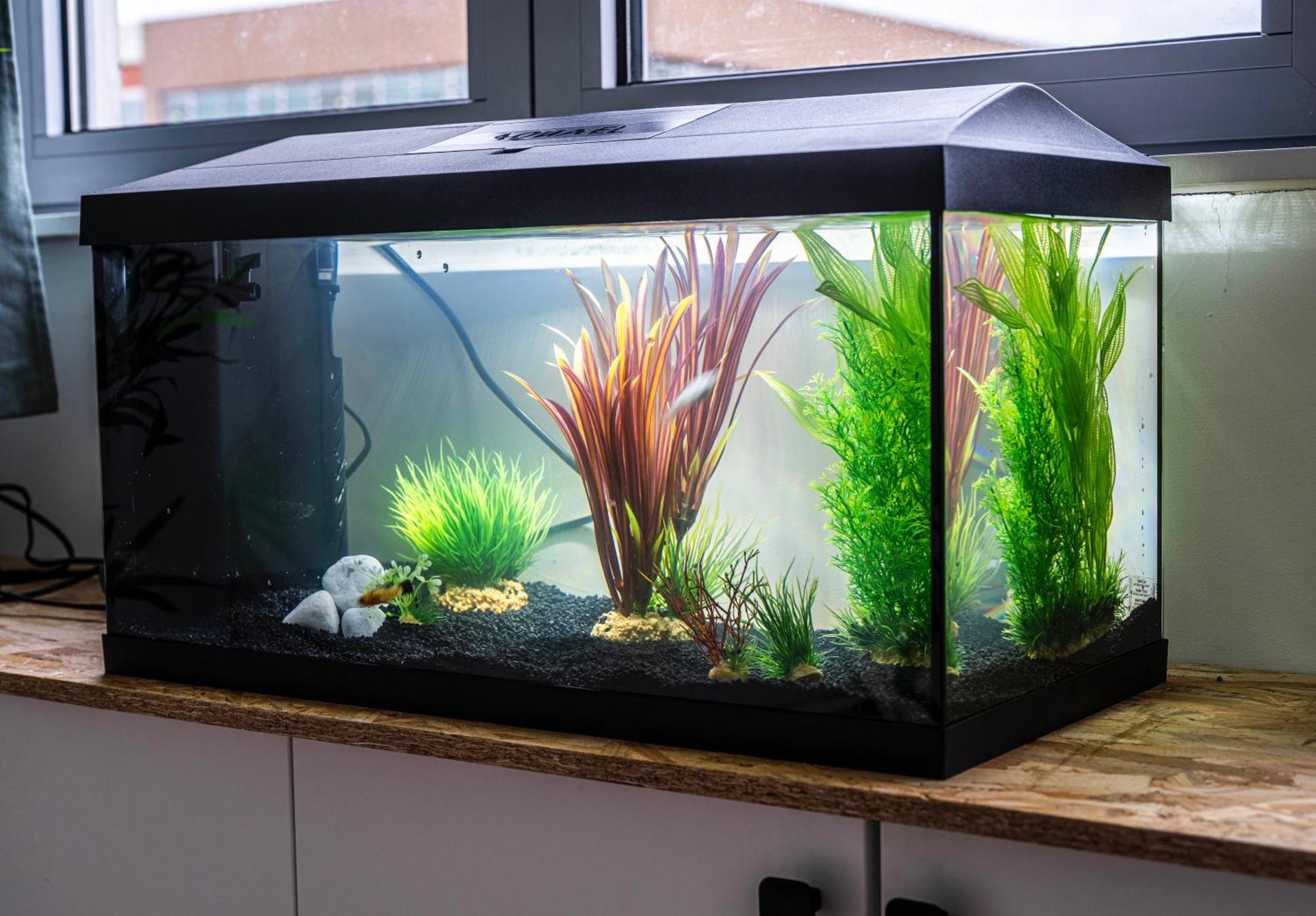 Appartamento Studio Chaleureux Avec Aquarium Marcq-en-Baroeul Esterno foto